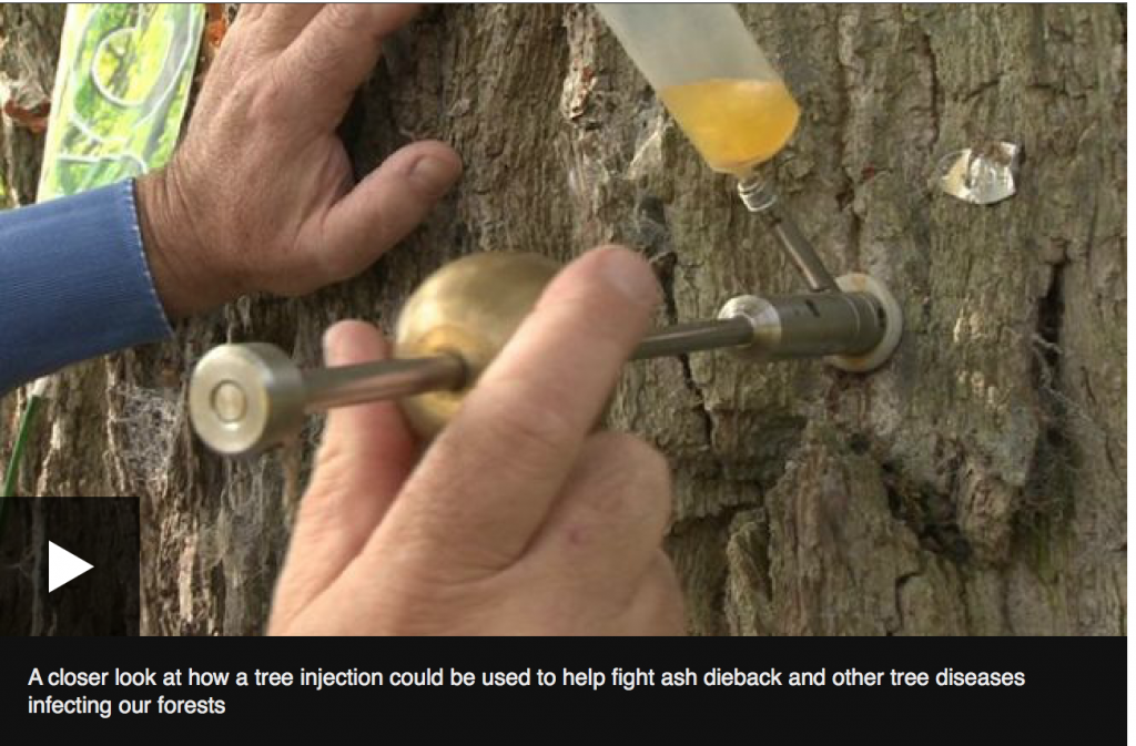 Garlic Injection of trees | Gardening Talks by Doug Stewart